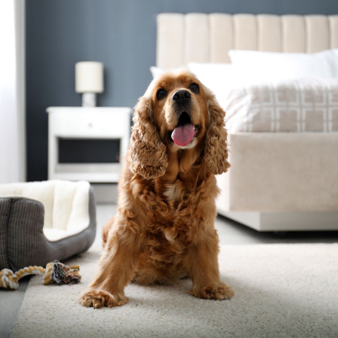 Pet friendly hotels in Buxton